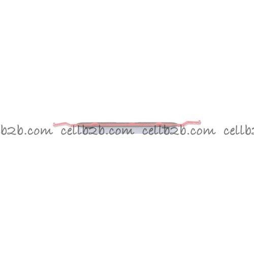 Boton Lateral de Volumen para Samsung A06 5G A066B Gris